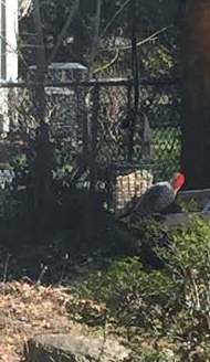 Our Backyard is for the Birds…now that I have discovered suet feeders