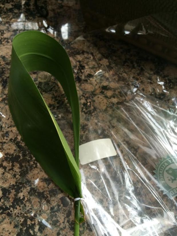 birds of paradise curled leaf