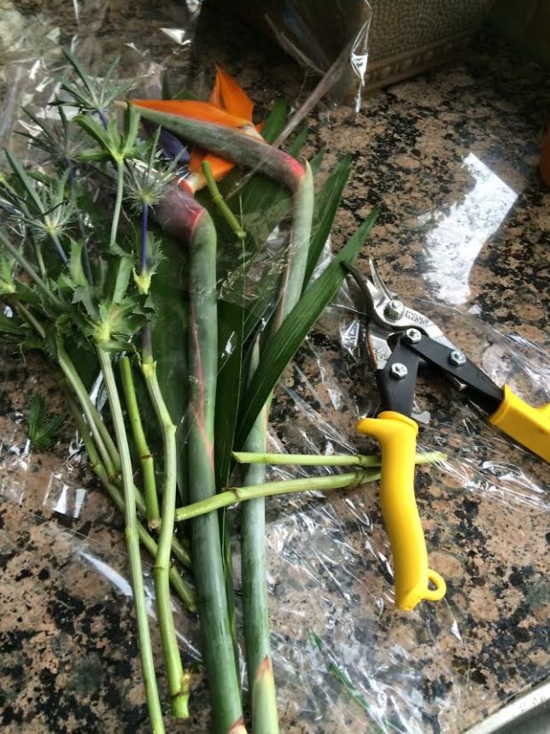 birds of paradise supplies