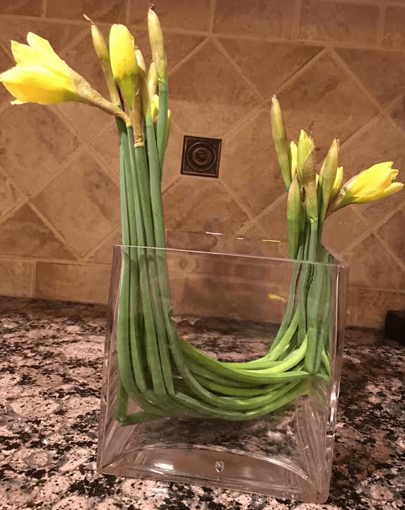 daffodil arrangement on counter-crop