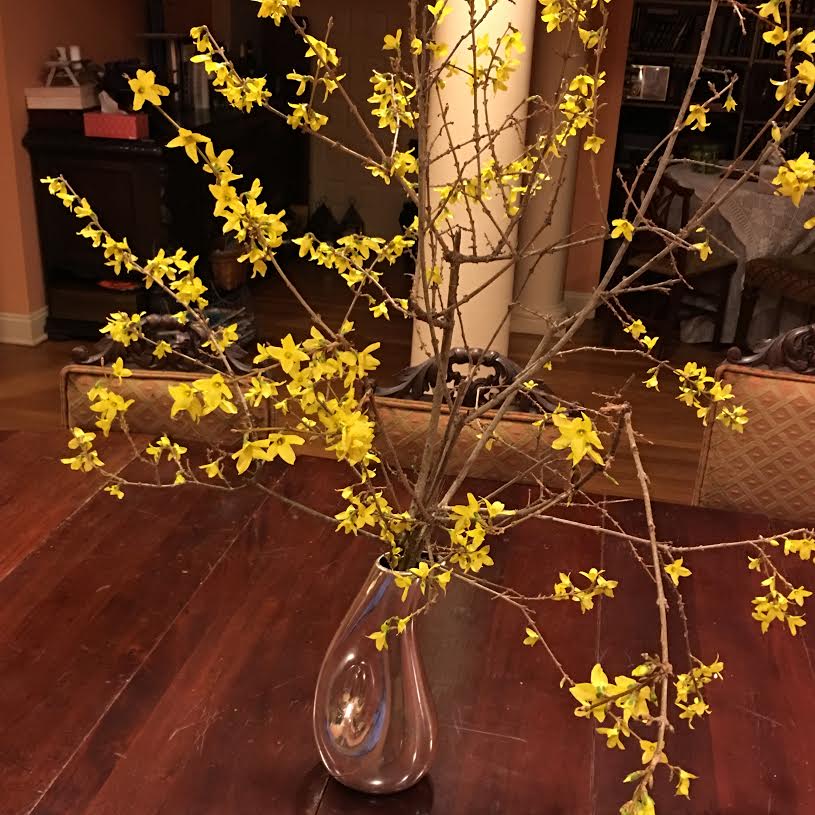 Simple Forsythia Arrangement: Bringing the Outside Inside
