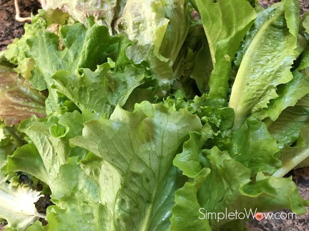 hollister lettuce up close