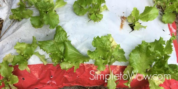 lettuce in soil bags