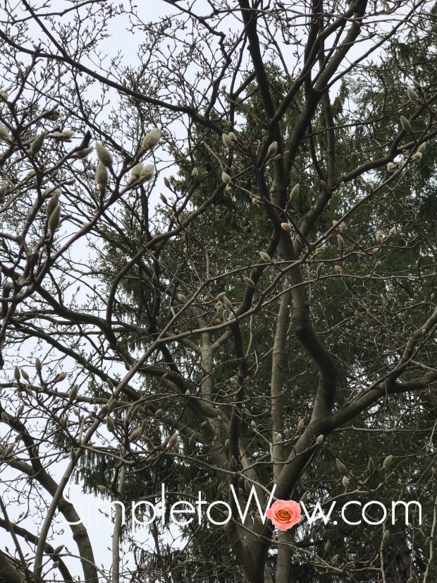 magnolia tree in february.jpg