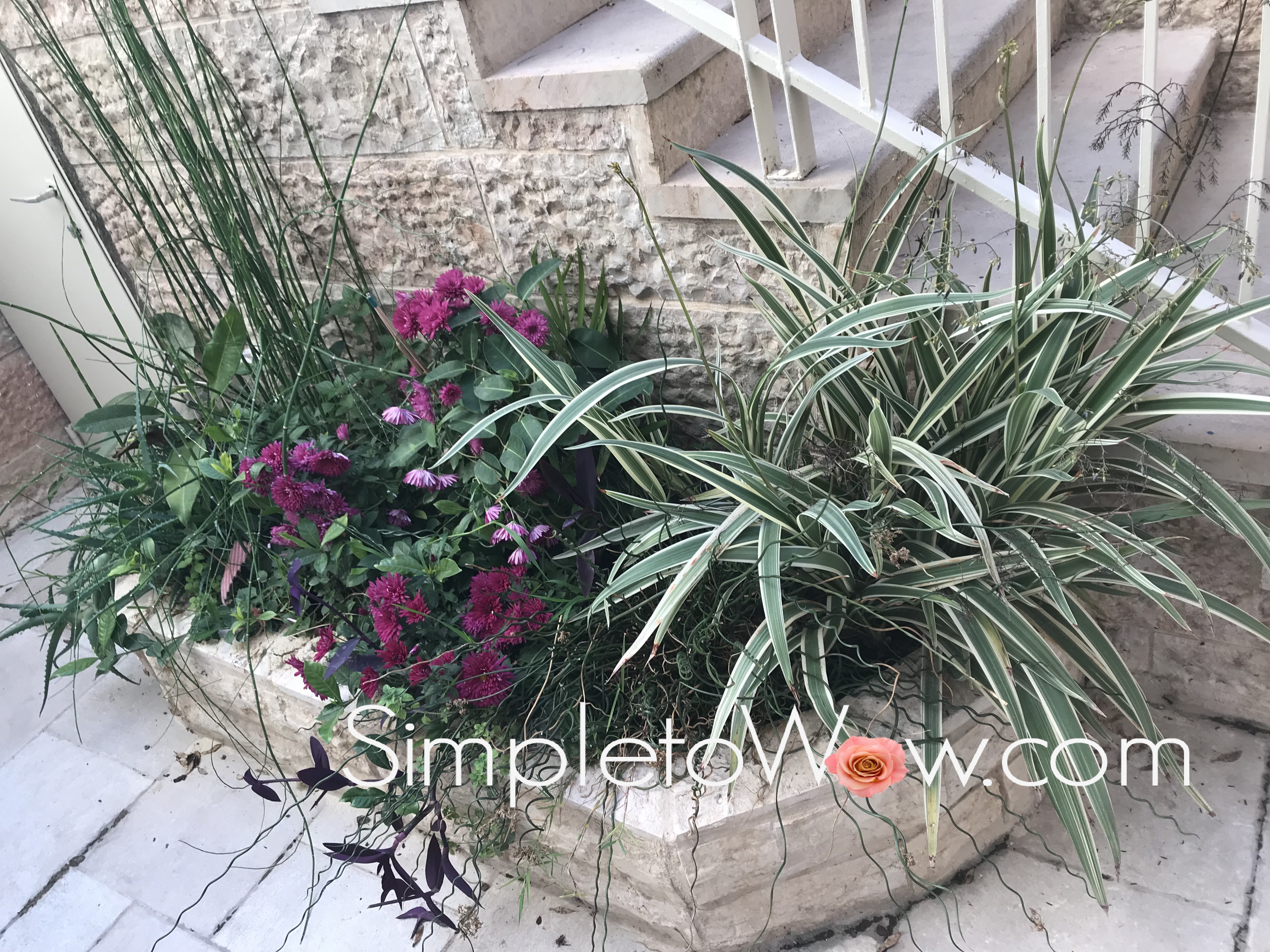 jeruslaem garden winter